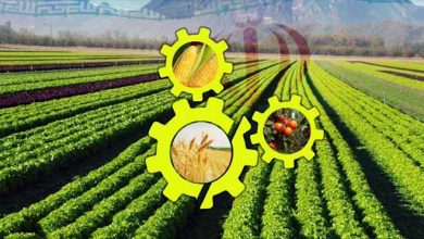 چرا بخش تحقیقات کشاورزی از اجرا عقب مانده است؟