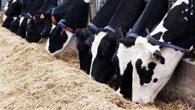 اردبیل استان پاک در بیماری‌های حاد دامی است