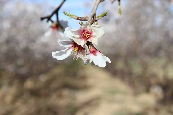بازشدن زودهنگام شکوفه‌های سامان در فصل زمستان