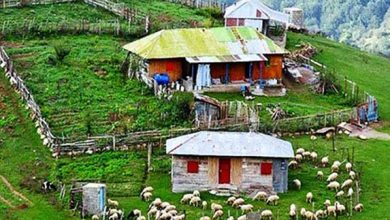 عطر بیدمشک در کاشان پیچید