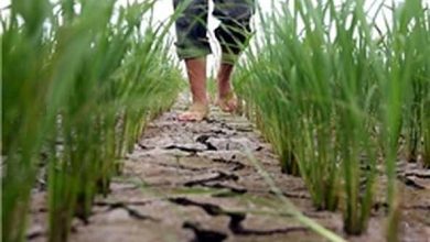 سایه سنگین خشکسالی روی شالیزارهای گیلان