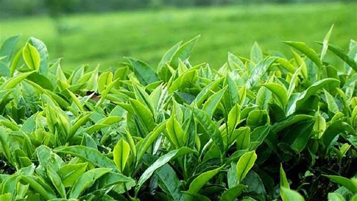برداشت بهاره برگ‌های چای در گیلان آغاز شد