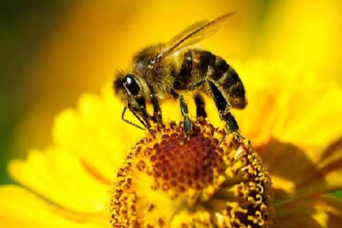 اجرای طرح استارت آپ زنبورداری و کمک به کاهش چالش‌های محیط زیستی