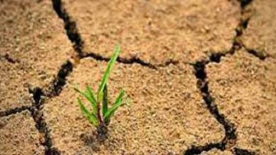 ایجاد بادشکن‌های طبیعی راهکار اصلی مبارزه با خشکسالی و بیابان‌زایی