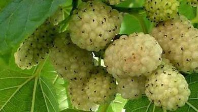 برداشت توت در خلخال آغاز شد