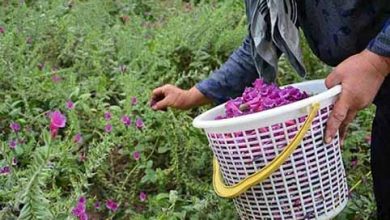 برداشت گل گاوزبان از مزارع شهرستان قزوین آغاز شد