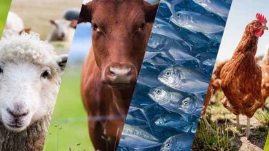 نمایشگاه‌بین‌المللی‌دام،طیور‌،آبزیان و صنایع وابسته شیراز