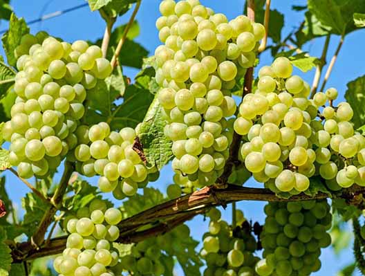 افزایش محصول انگور تاکستان‌های اصفهان