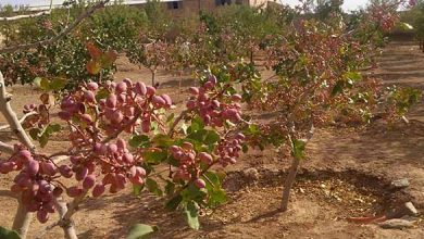 با استفاده از روشهای به روز می توان باغات پسته را اقتصادی تر کرد