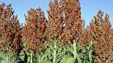 باید کشاورزی به سمت گیاهان کم‌آب بر سوق پیدا کند