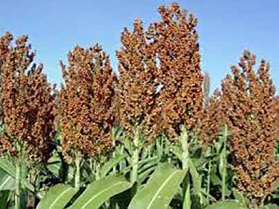 باید کشاورزی به سمت گیاهان کم‌آب بر سوق پیدا کند