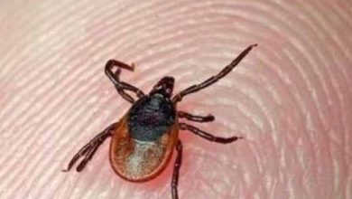 توصیه سازمان دامپزشکی درباره تب کریمه کنگو