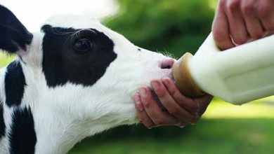 چگونه آلودگی باکتریایی آغوز را کاهش دهیم؟