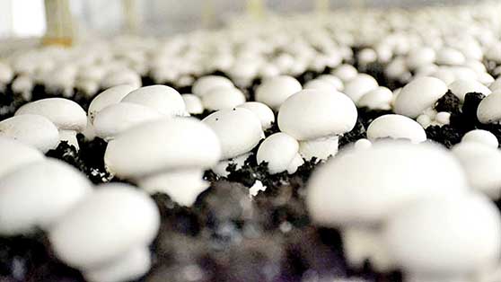 سرانه مصرف قارچ در کشور نصف اروپاست
