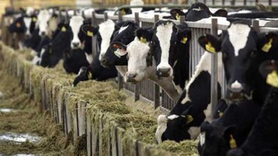 شش اشتباه رایج دامپروری که باید از آن ها اجتناب کرد