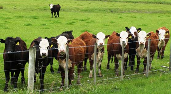 هشت نکته مهم در پرورش گاو و گوسفند