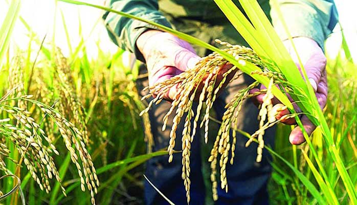تاثیر باران بر افزایش قیمت تمام شده تولید برنج رشت