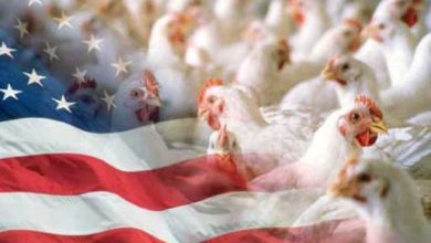 شدت سخت گیری وزارت کشاورزی آمریکا برای محصولات مرغداری