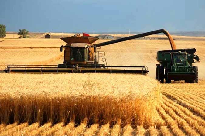 کردستان رتبه سوم برترین های کشور در تولید گندم