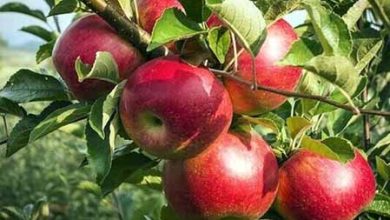 آغاز برداشت متفاوت ترین وخوش عطرترین سیب آذربایجان شرقی از باغات شهر زنوز