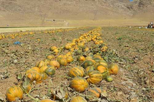 آغاز برداشت کدو حلوایی از جالیزهای شهرستان مشگین‌شهر