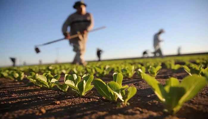 اصلاح الگوی کشت، ناجی زمینِ بحران‌زده از کم‌آبی