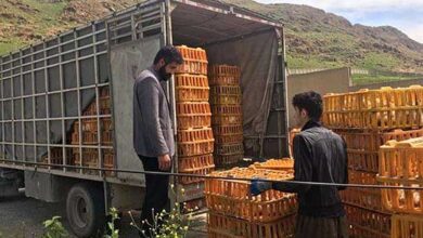 بارگیرى و حمل و نقل طيور