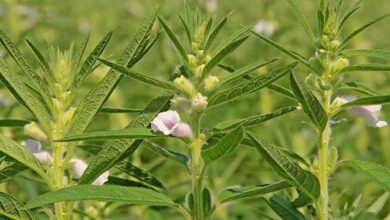 برداشت مزرعه کنجد ناشکوفا در خنج برای اولین بار