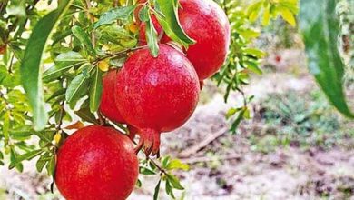 خورهه محلات، میزبان جشنواره یاقوت‌های سرخ