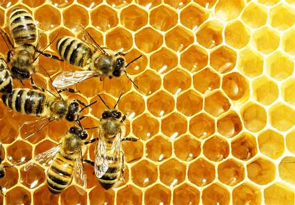جمع آوری نوش توسط زنبور عسل