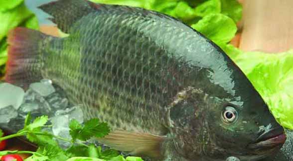 ماهی تیلاپیا در مدت ۳ سال به تولید ۸۰ هزار تنی می‌رسد