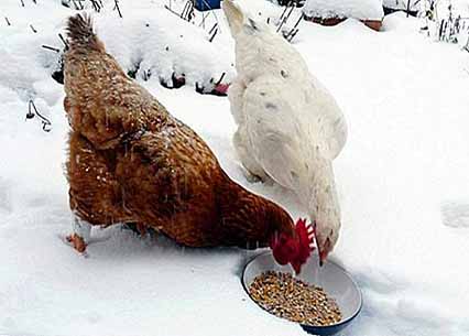نکاتی برای کشاورزان و مرغداران در فصل سرد