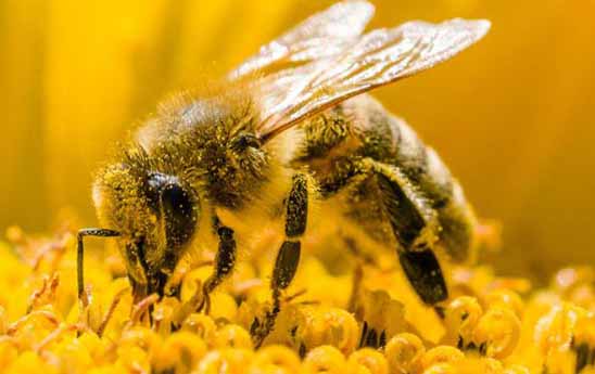 پرورش زنبورعسل با روش های مدرن