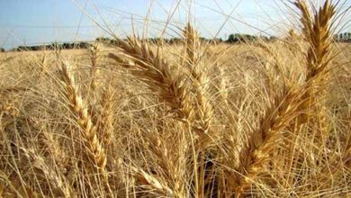 کشت دیم؛ راهبرد تولید غذا در جهان آینده