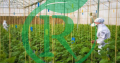 شرکت پیام آوران طبیعت سبز مشاور ، طراح و مجری گلخانه های مدرن