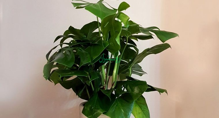گیاهان آپارتمانی کافه گلدان