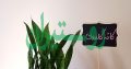 گیاهان آپارتمانی کافه گلدان