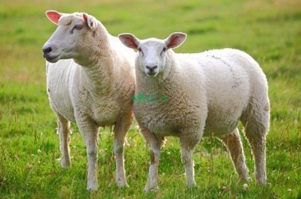 دام قائم سایت عرضه کننده گوسفند زنده در تهران