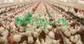 تولید کننده ی مرغ تخمگذار شرکت مرغک