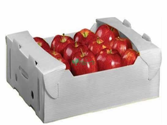 صادرات میوه و سبزیجات بطور تخصصی
