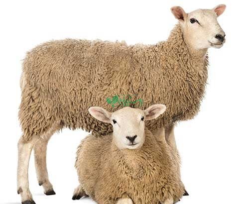 مجموعه بازار گوسفند