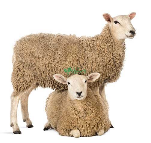 مجموعه بازار گوسفند
