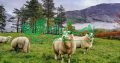 مرکز پخش گوسفند زنده دامداران