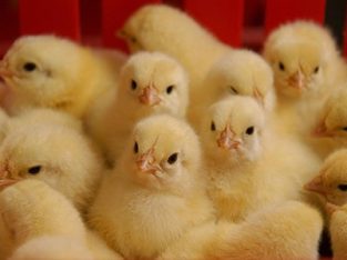 مرغ بومی تخمگذار یکماهه و نیمچه در سال ۱۴۰۱