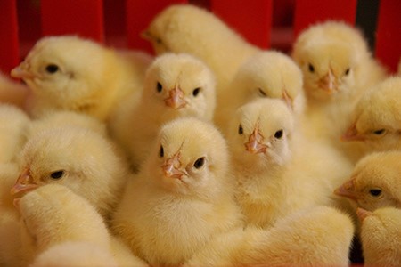 مرغ بومی تخمگذار یکماهه و نیمچه در سال ۱۴۰۱