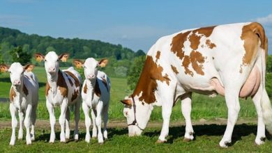 محدودیت ارزی برای واردات دام نداریم