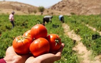 6000 تن گوجه‌فرنگی از اراضی کشاورزی دامغان برداشت می‌شود