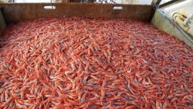 ایجاد سازوکارمناسب برای استفاده از دانش روز در پرورش میگو