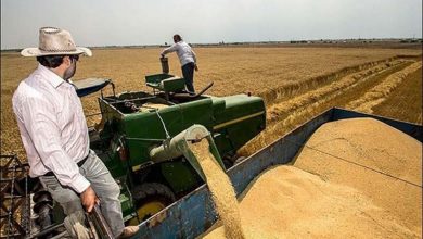 برداشت گندم در دامغان 1.5 برابر افزایش یافت