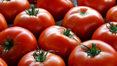 خرید 162 هزار تن گوجه فرنگی برای حمایت از کشاورزان